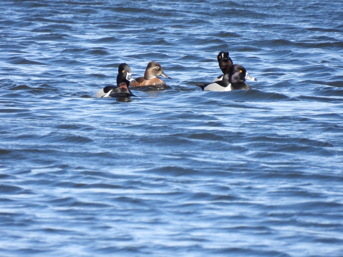 Ring-necked Duck - ML431267061