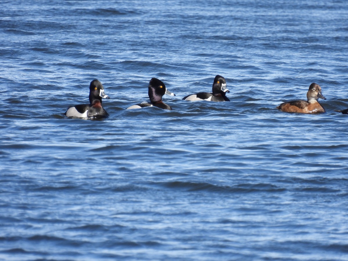 Ring-necked Duck - ML431267471