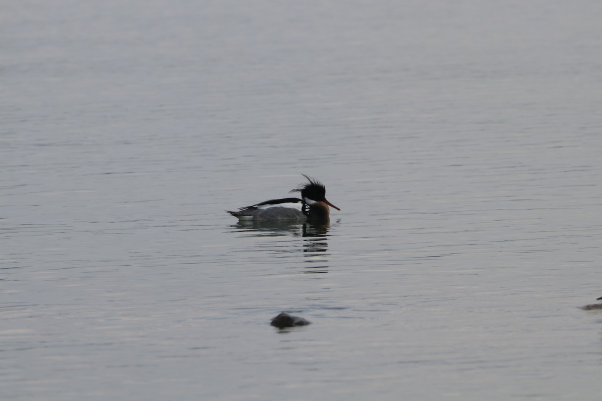 Red-breasted Merganser - ML431267881