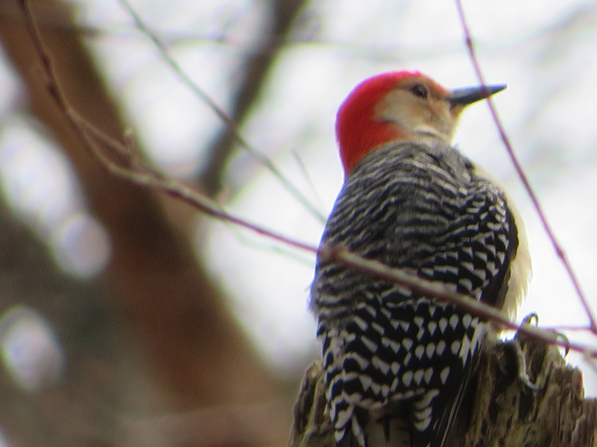Red-bellied Woodpecker - ML431269531