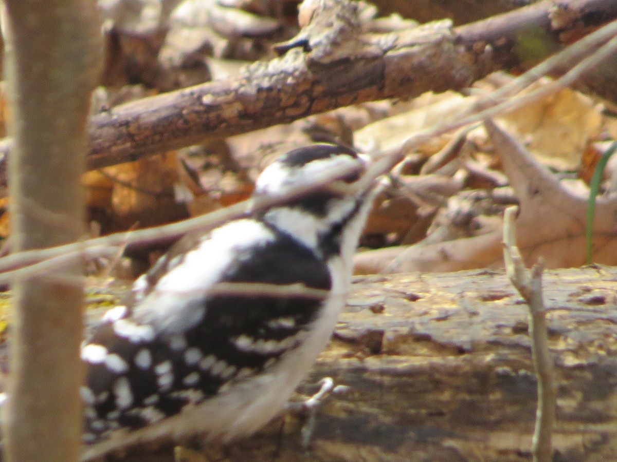 Downy Woodpecker - ML431269631