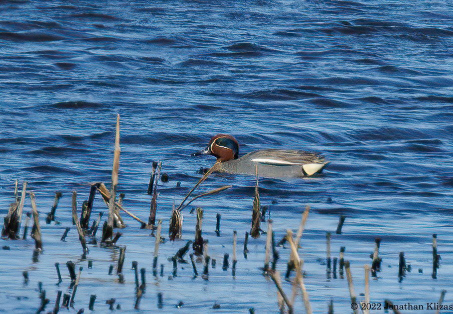 Green-winged Teal (Eurasian) - Jonathan Klizas