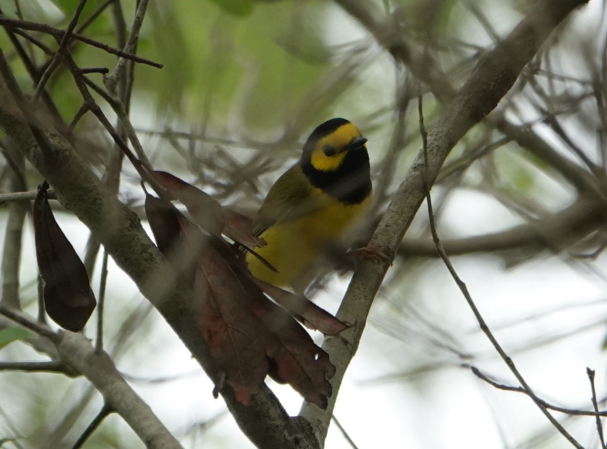 Hooded Warbler - ML431272731