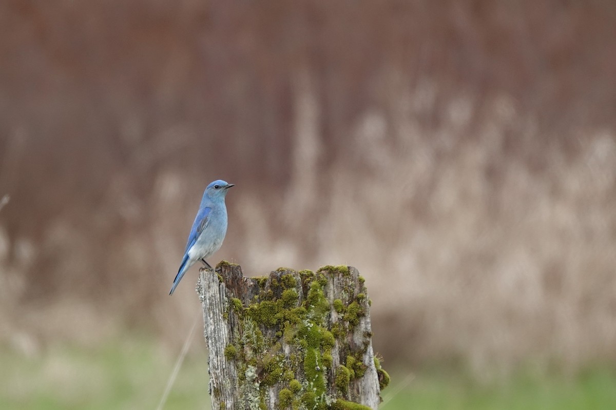 Mountain Bluebird - Darryl  Fujimoto