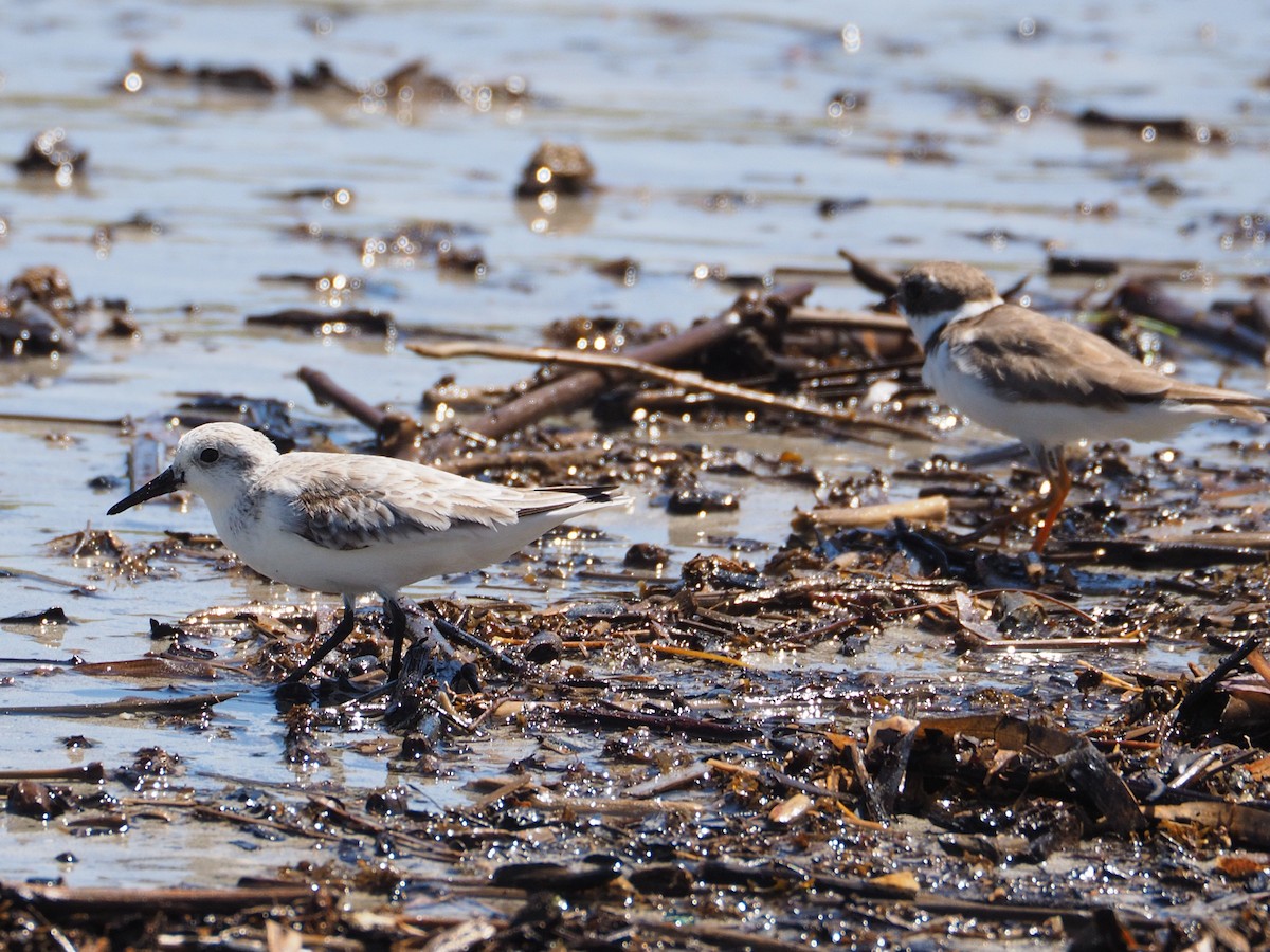 Wilson's Plover - ML431273481