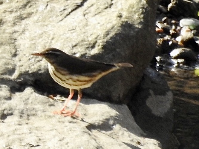 Louisiana Waterthrush - ML431275511