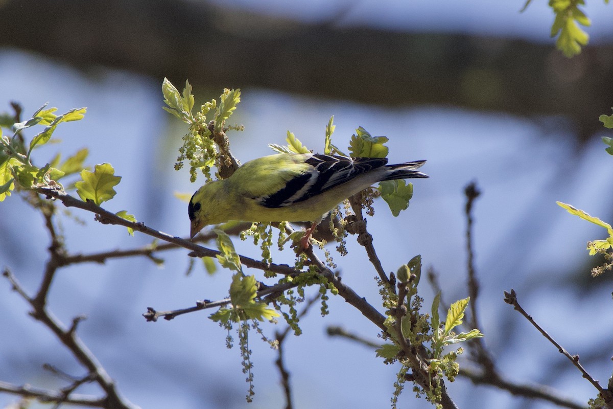 American Goldfinch - ML431275841