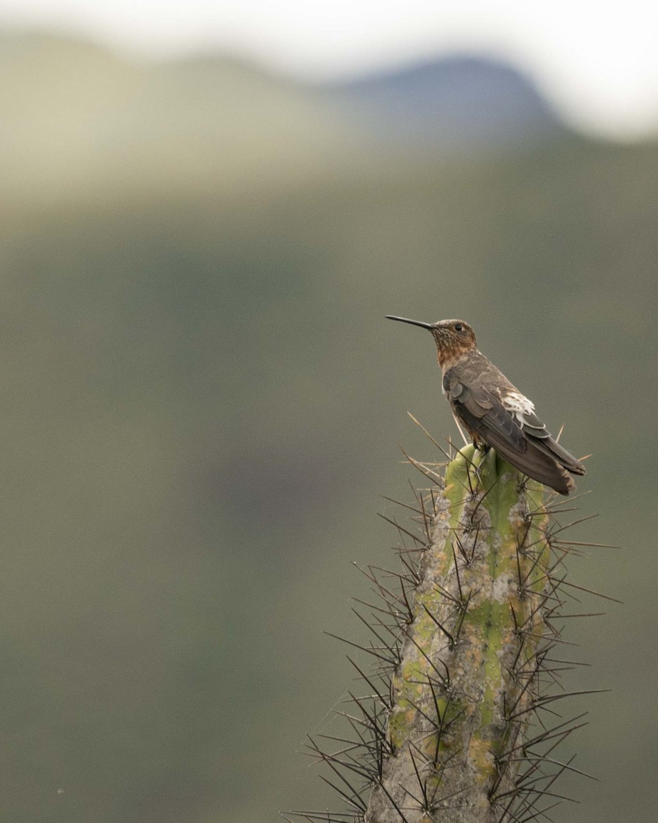 Giant Hummingbird - Daniel Brisbin