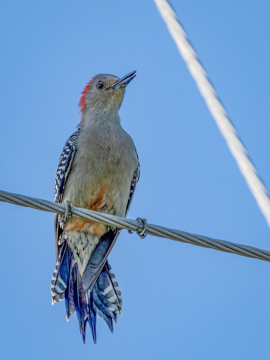 Red-bellied Woodpecker - ML431277421