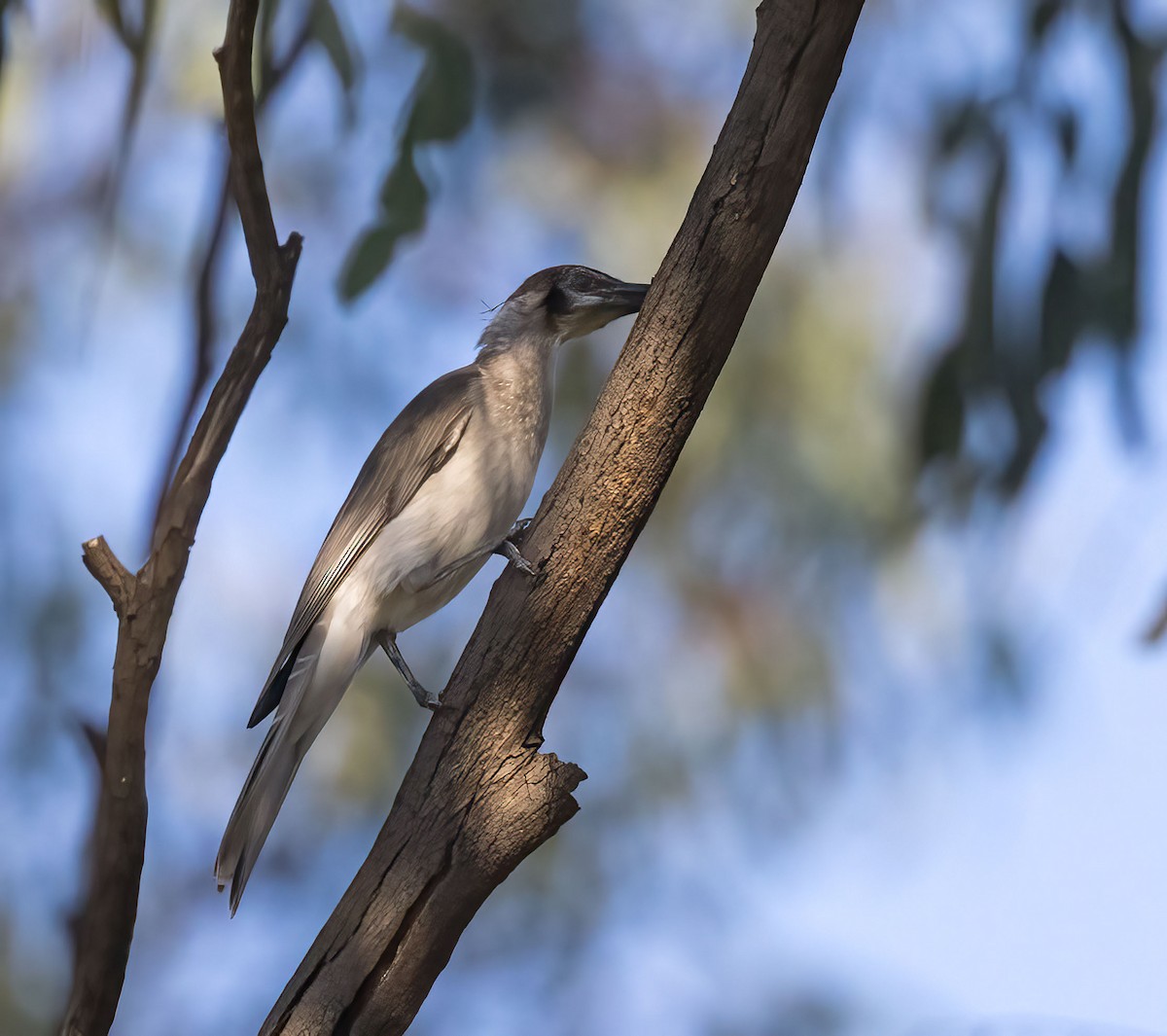 Little Friarbird - ML431277451