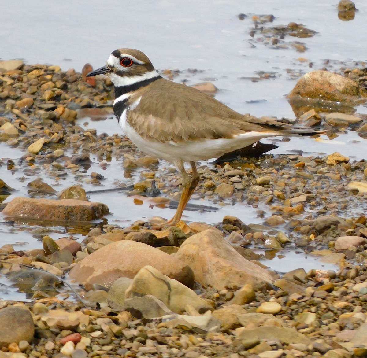 Killdeer - Lee Gray