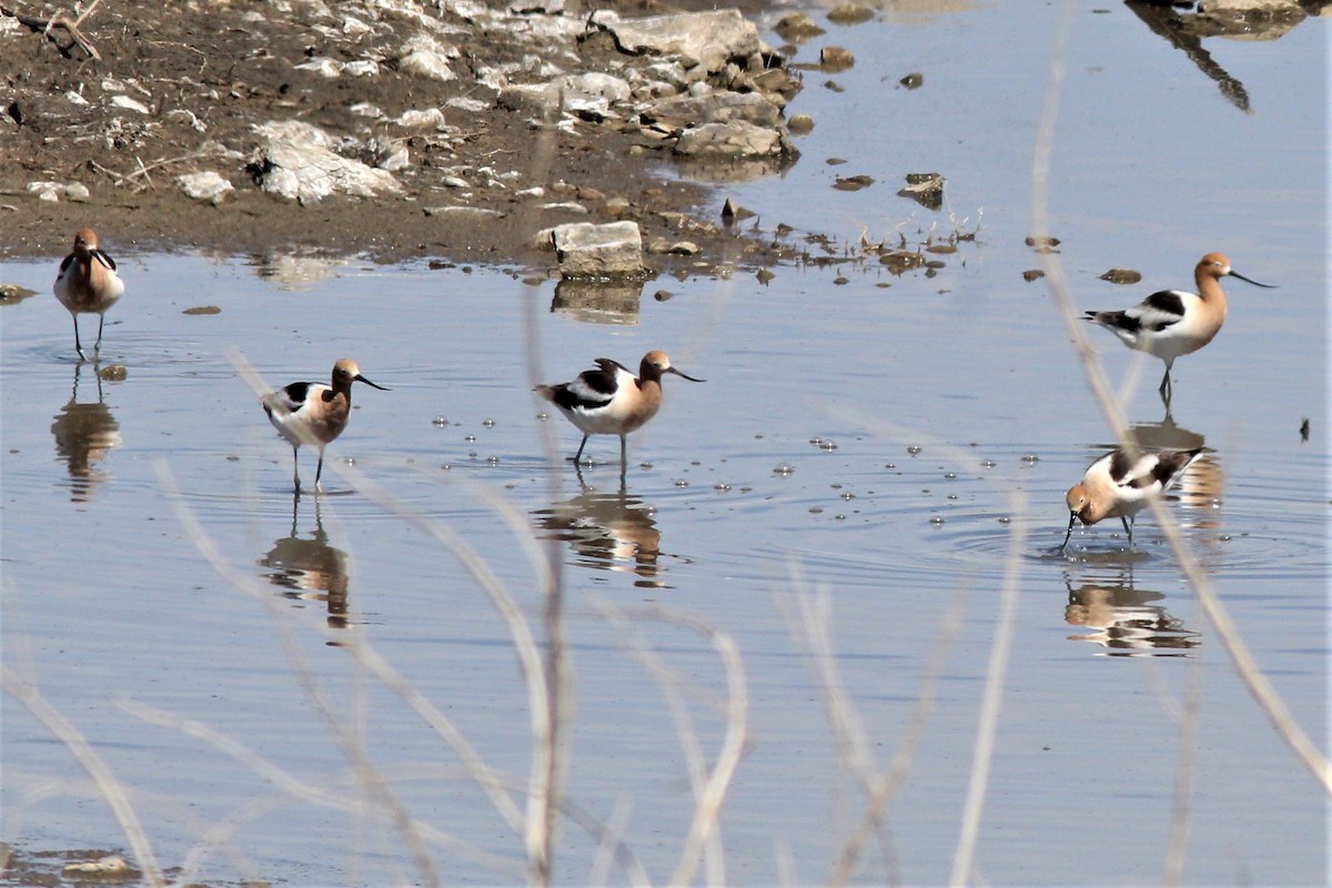 American Avocet - ML431282851