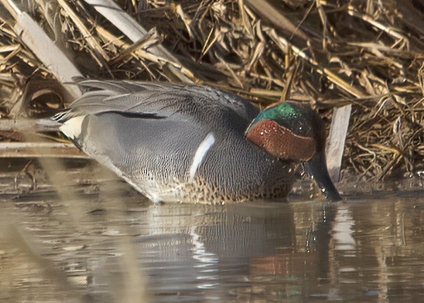 Green-winged Teal - ML431283251