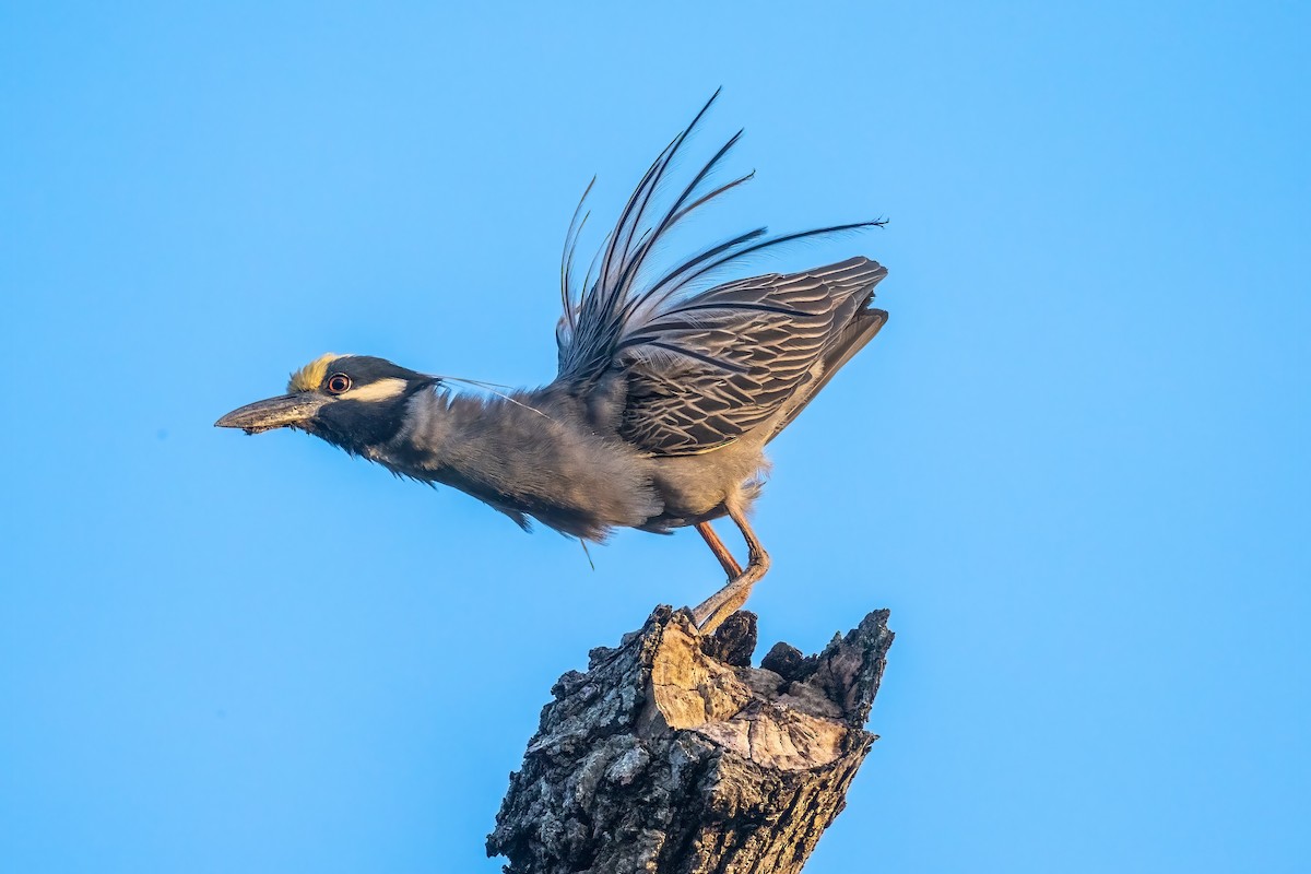 Yellow-crowned Night Heron - Riley Metcalfe