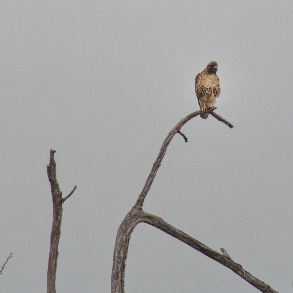 Red-tailed Hawk - ML431284061