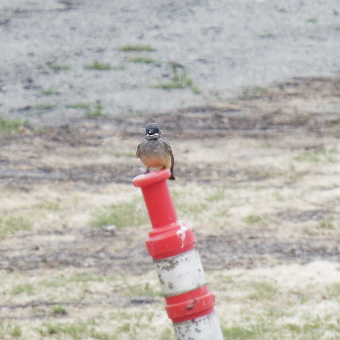 Cassin's Kingbird - ML431284151