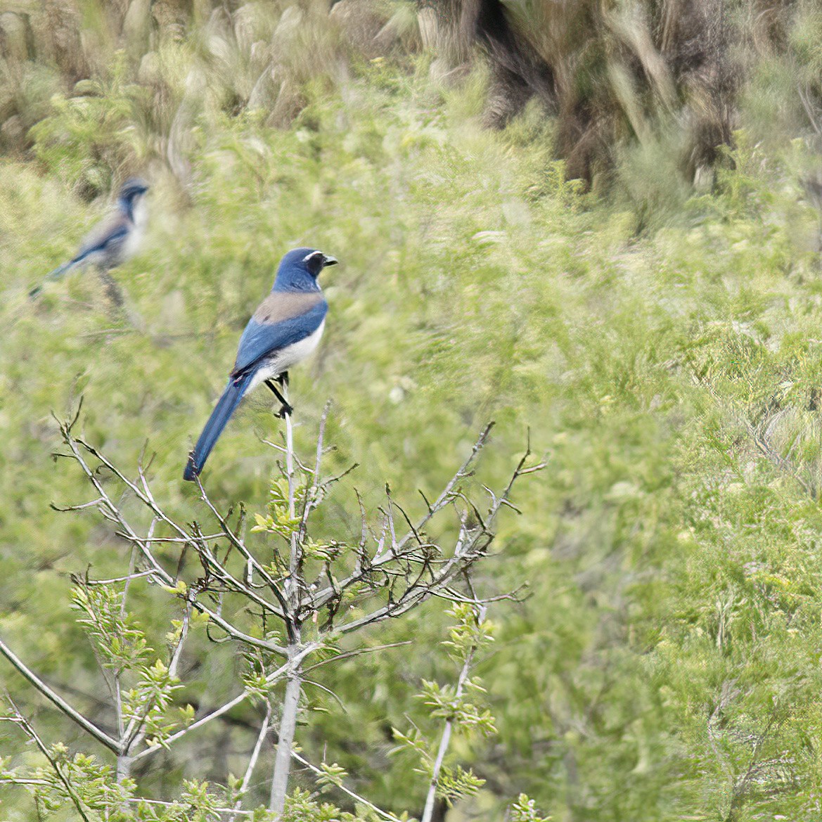 California Scrub-Jay - ML431284211