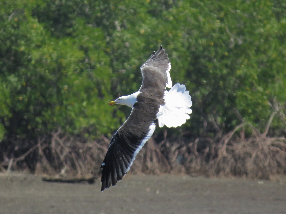 Kelp Gull - ML43129361