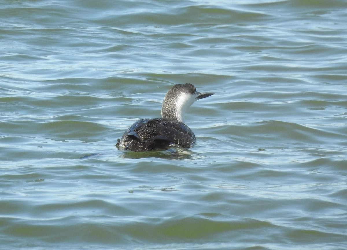 Red-throated Loon - ML431293961