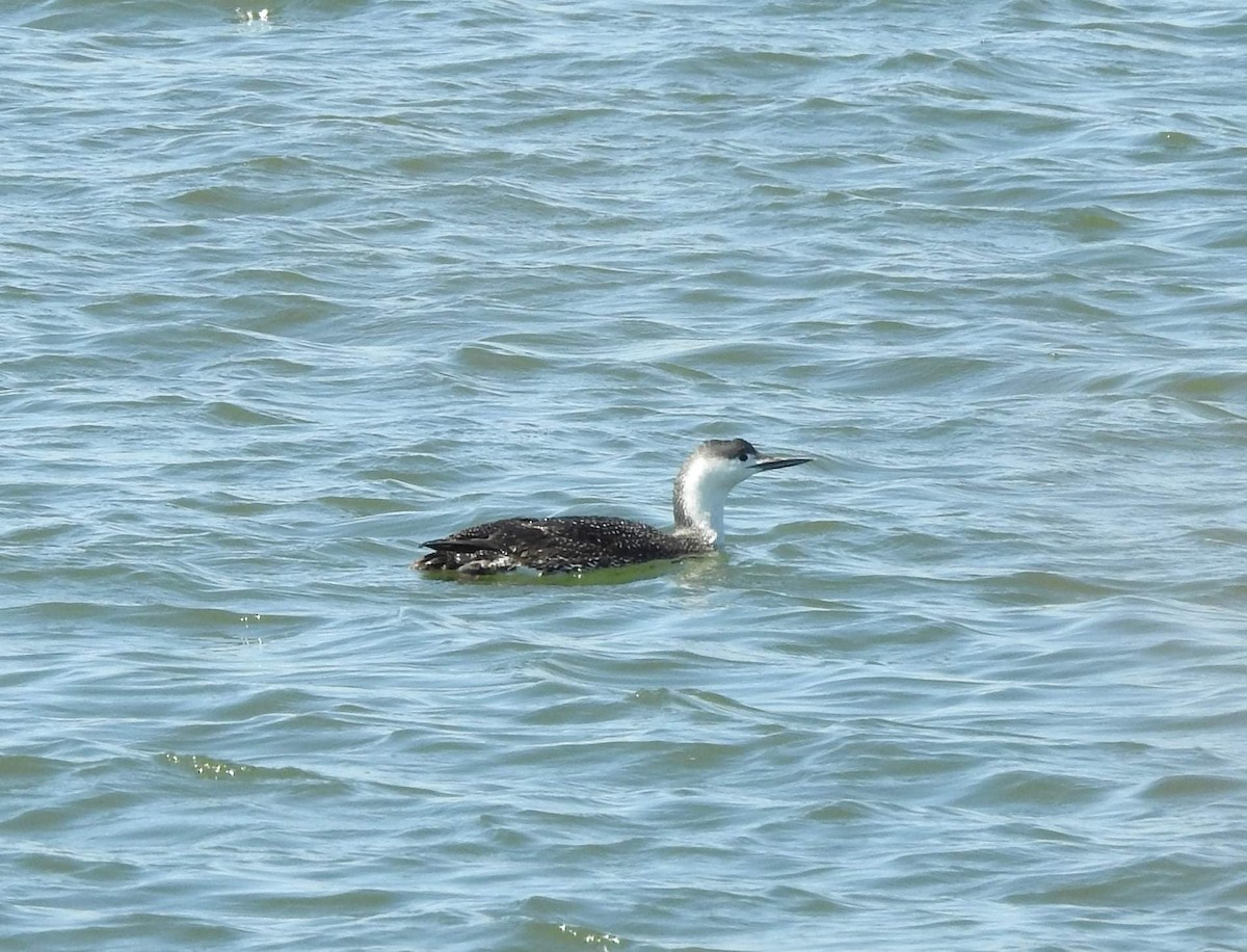 Red-throated Loon - ML431293971