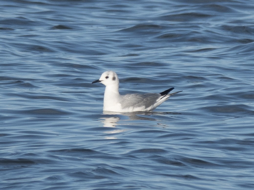 Mouette de Bonaparte - ML431294191