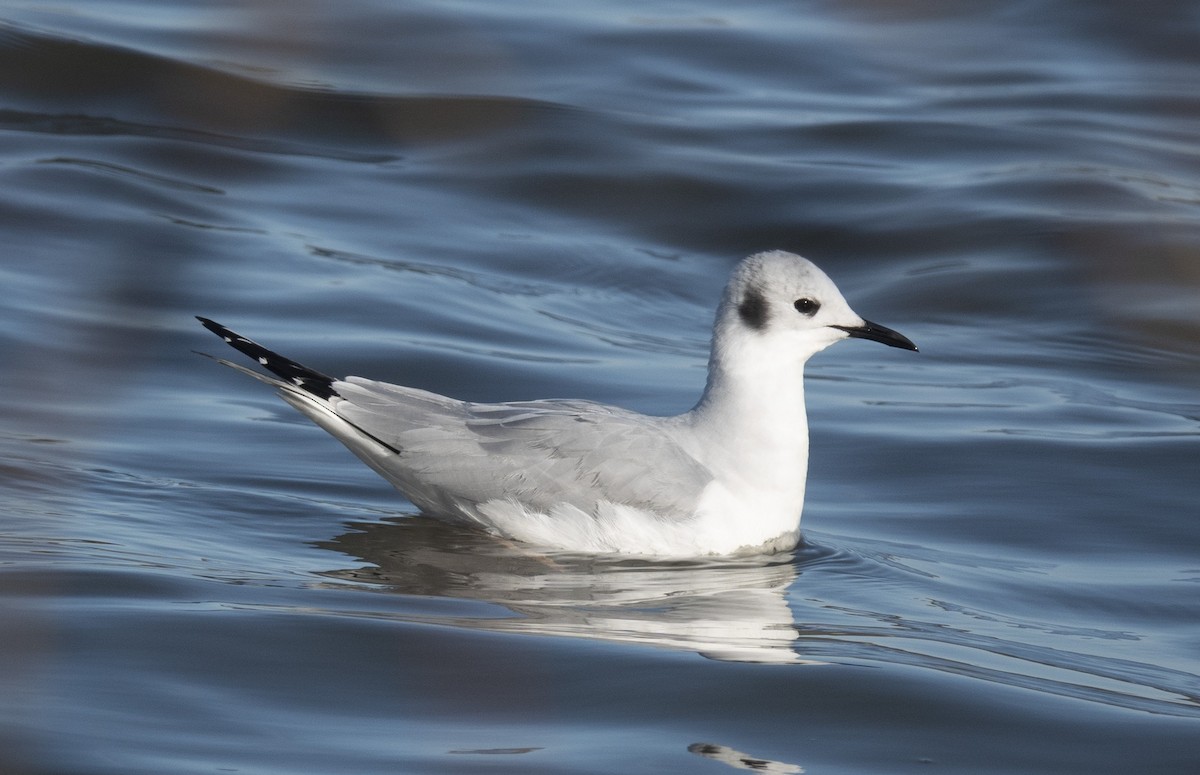 Bonaparte's Gull - ML431294221