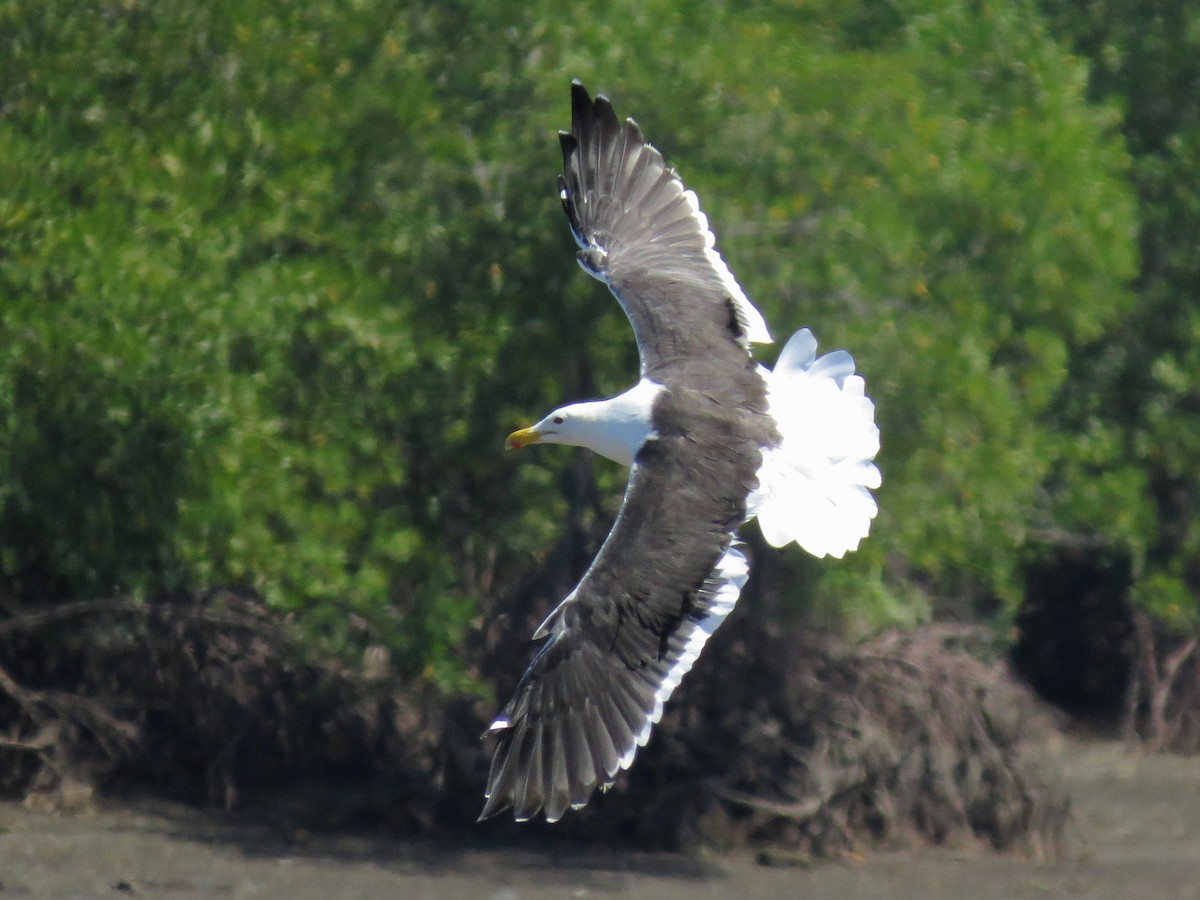 Kelp Gull - ML43129431