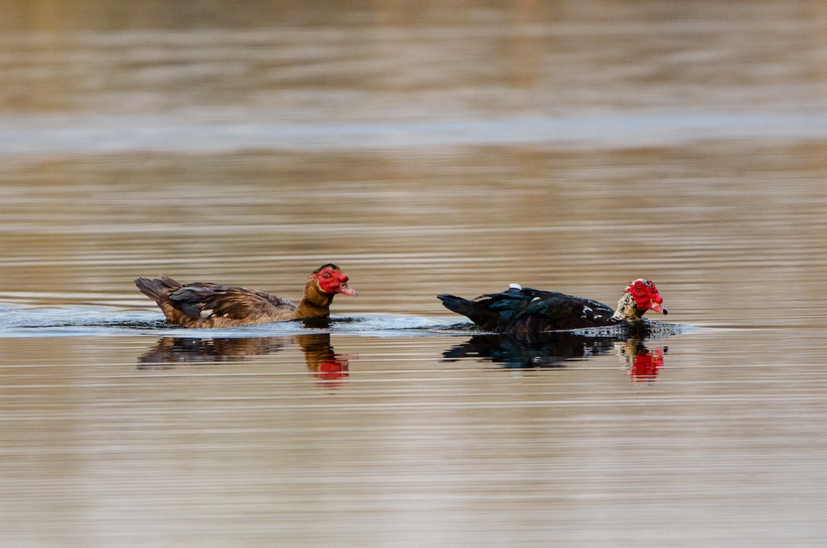 Muscovy Duck (Domestic type) - Hunter Hebenstreit