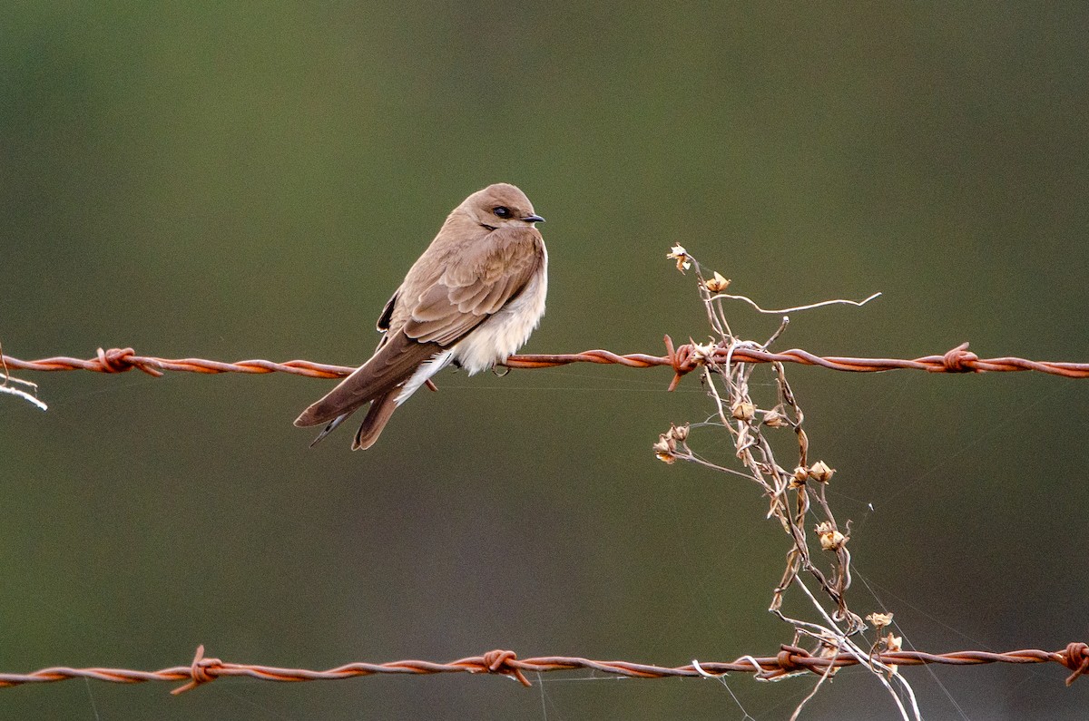 Northern Rough-winged Swallow - Hunter Hebenstreit