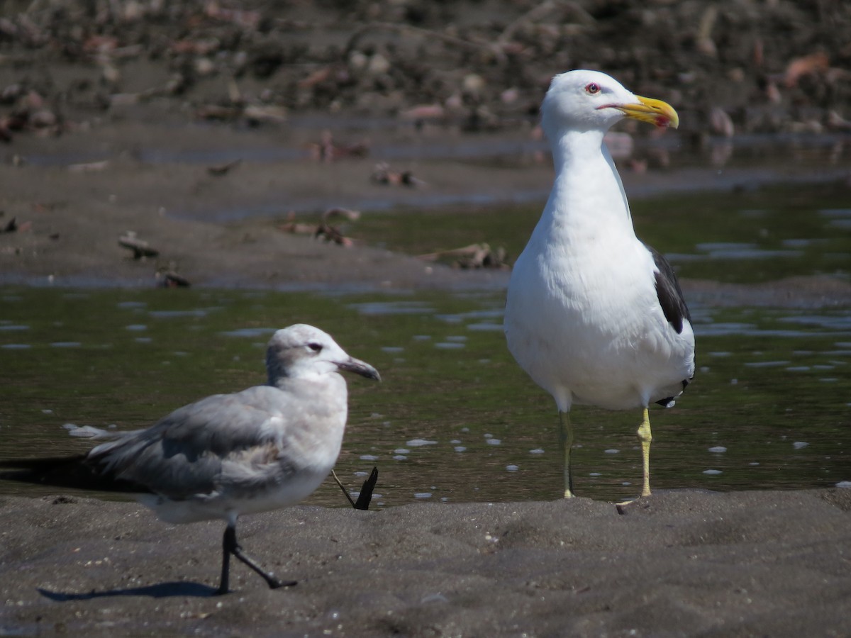 Kelp Gull - ML43129481