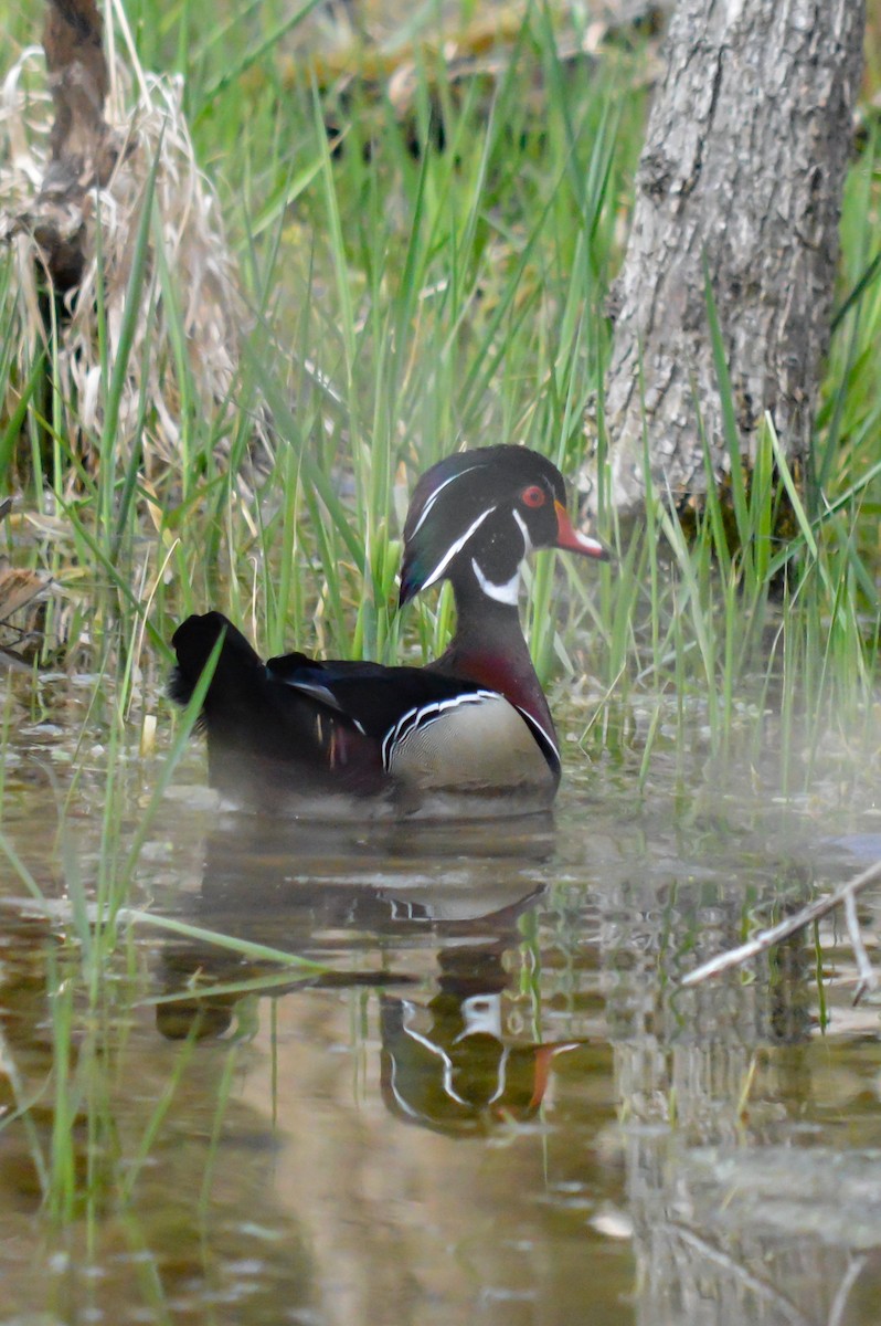 Wood Duck - ML431299961