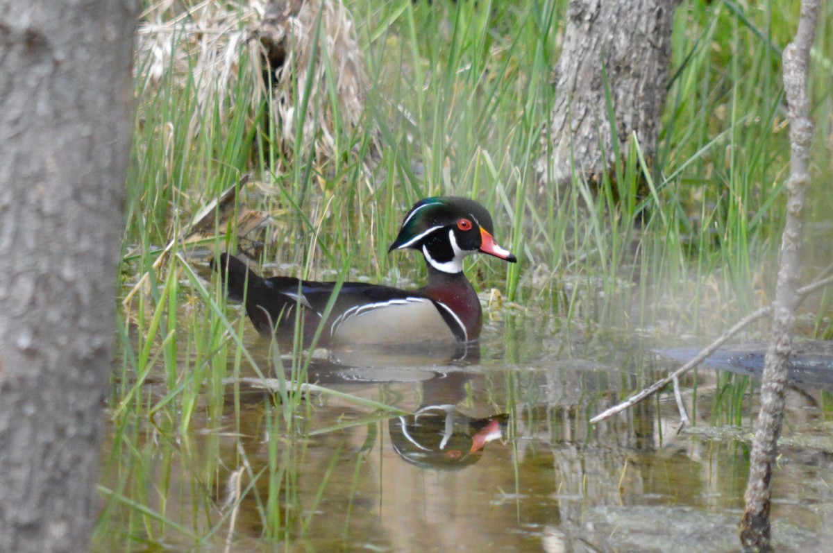 Wood Duck - ML431300001