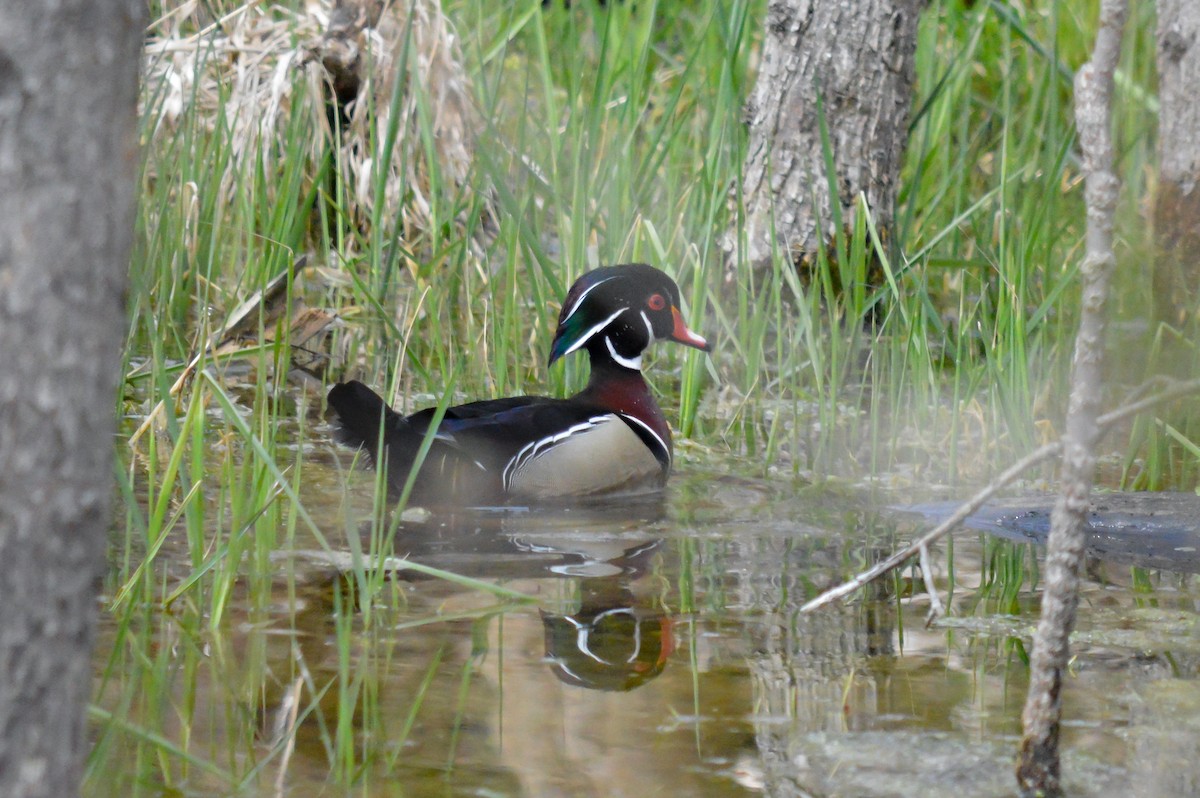 Wood Duck - ML431300011