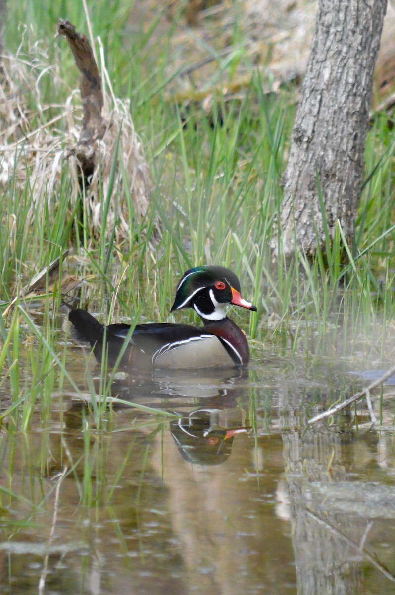 Wood Duck - ML431300021