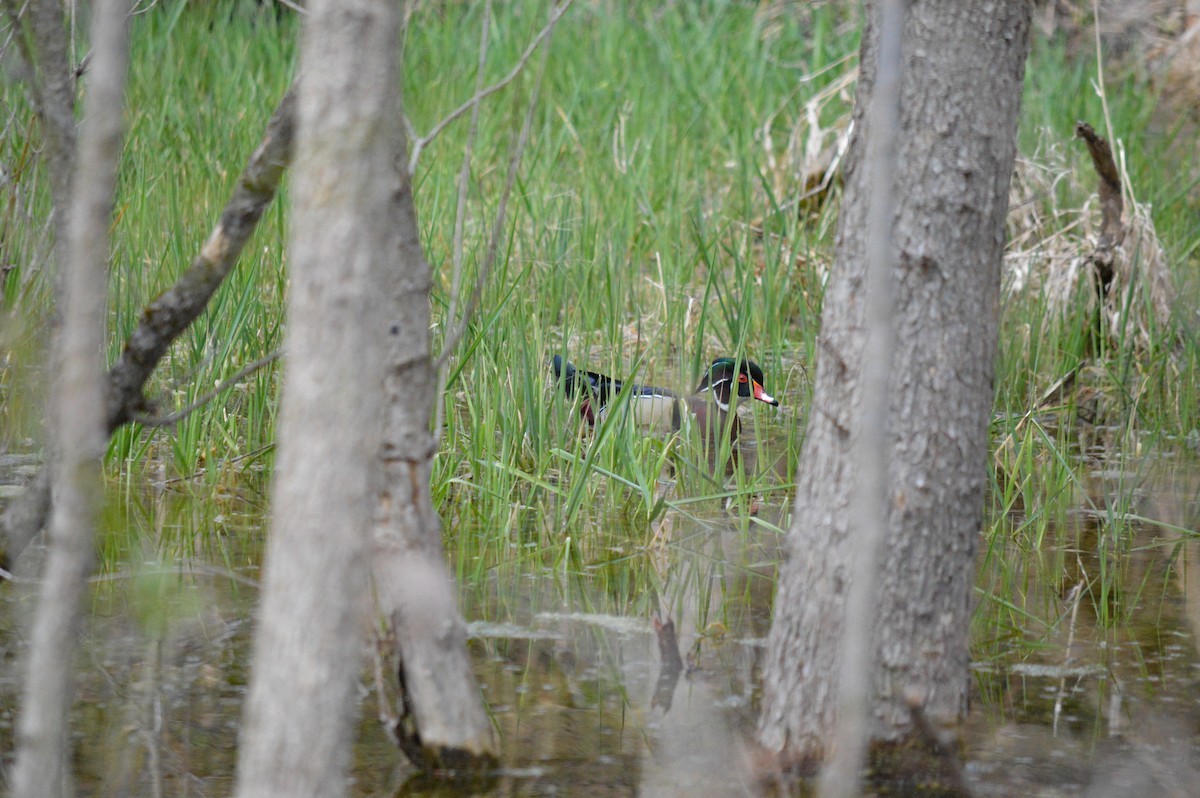 Wood Duck - ML431300071