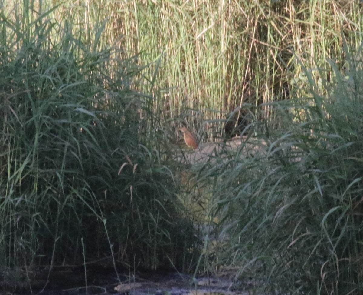 Cinnamon Bittern - ML431300171