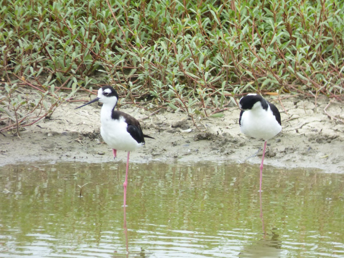 Black-necked Stilt - ML431301511