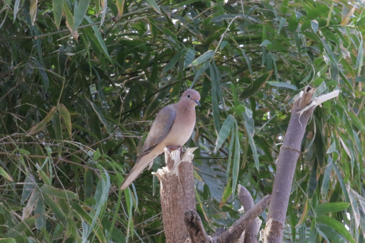Laughing Dove - ML431302501