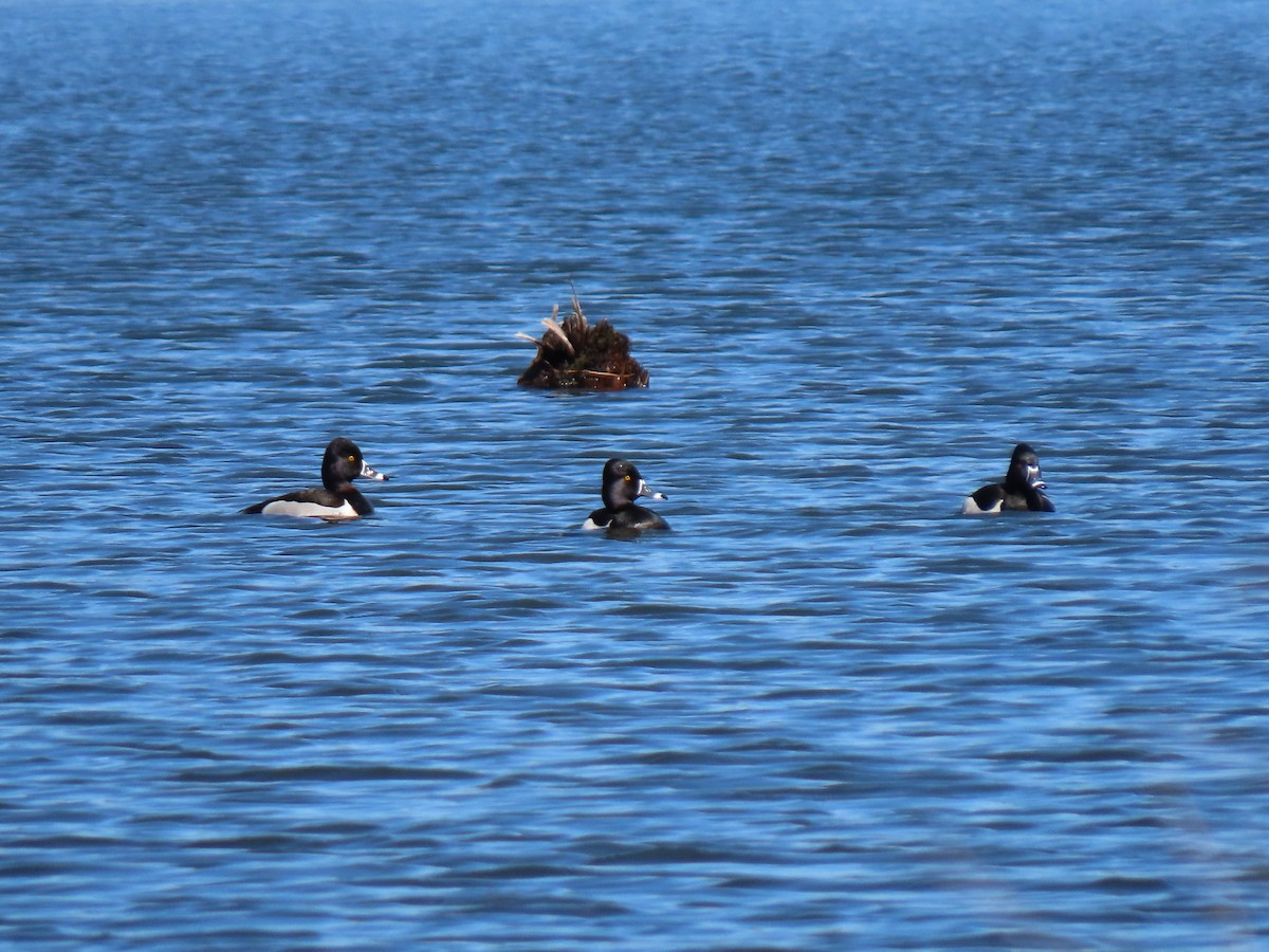 Ring-necked Duck - ML431303441