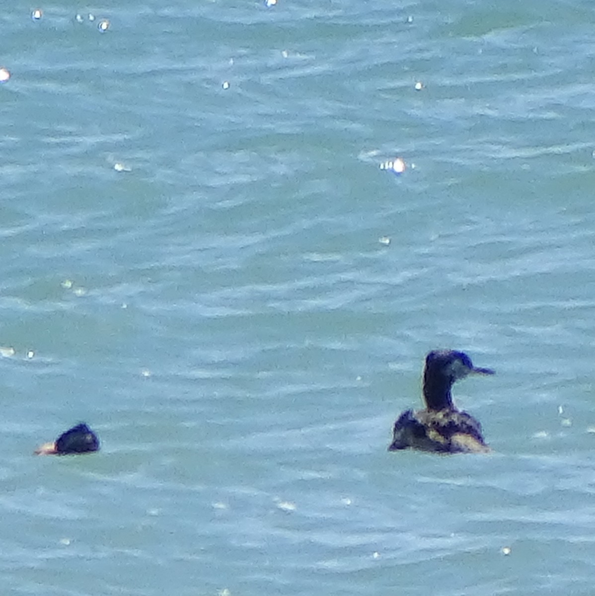 Red-necked Grebe - ML431303881