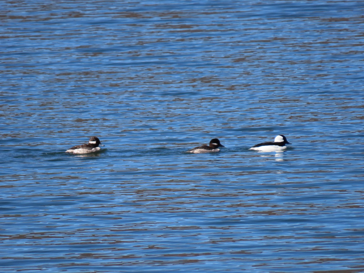 Bufflehead - ML431304171