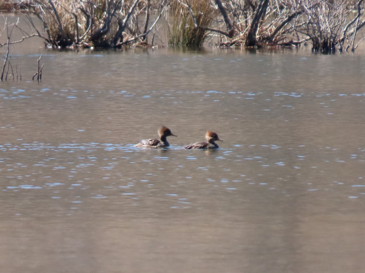 Hooded Merganser - ML431304841