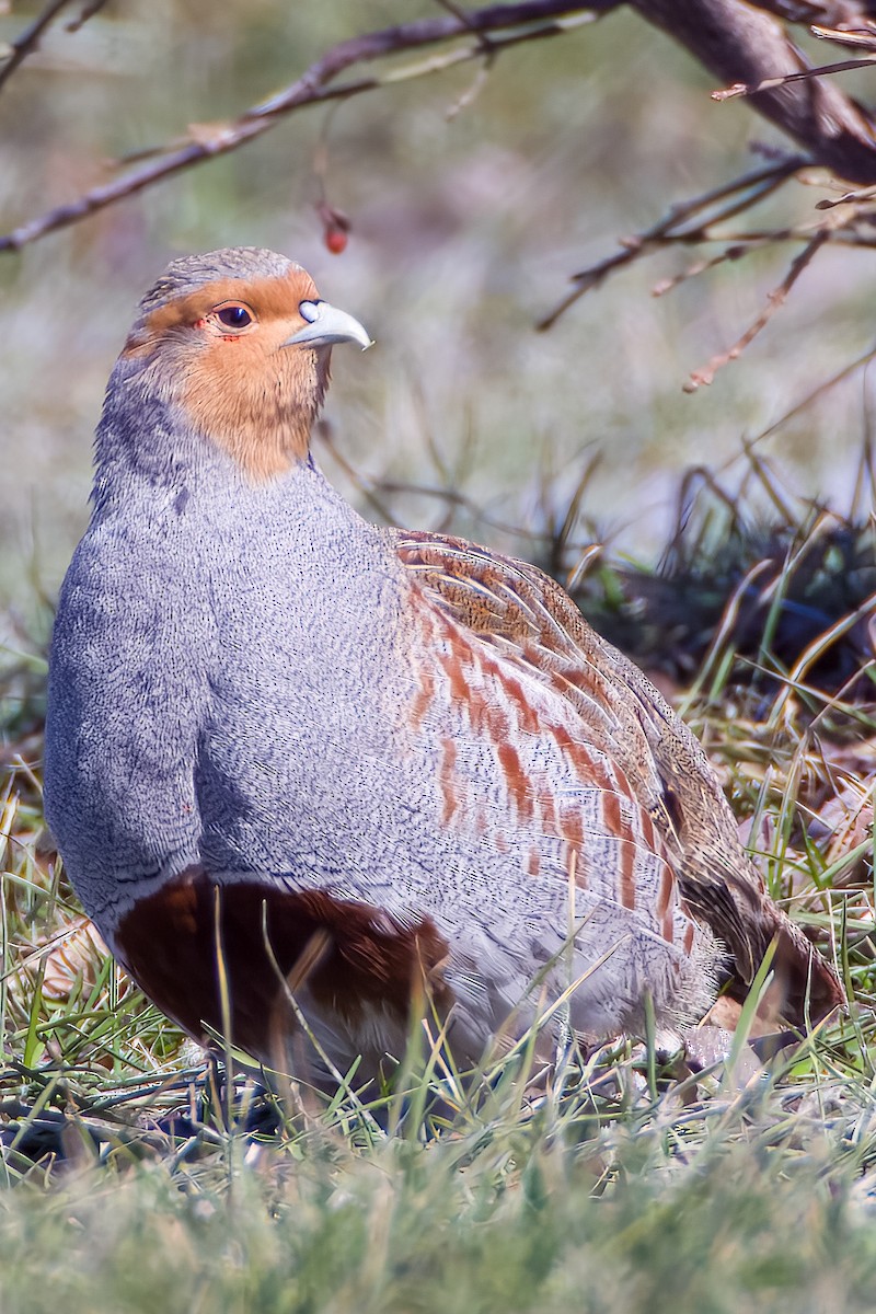 koroptev polní - ML431304971