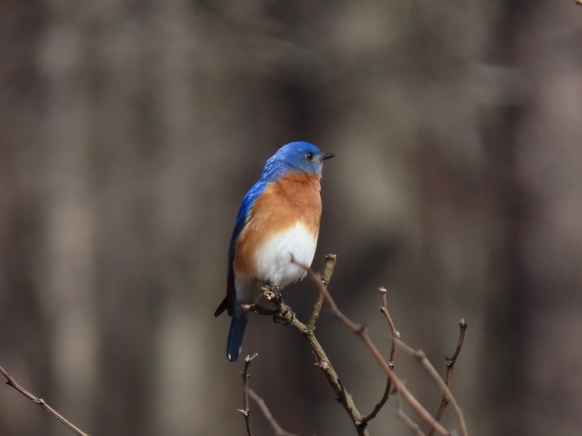 Eastern Bluebird - Doug Graham