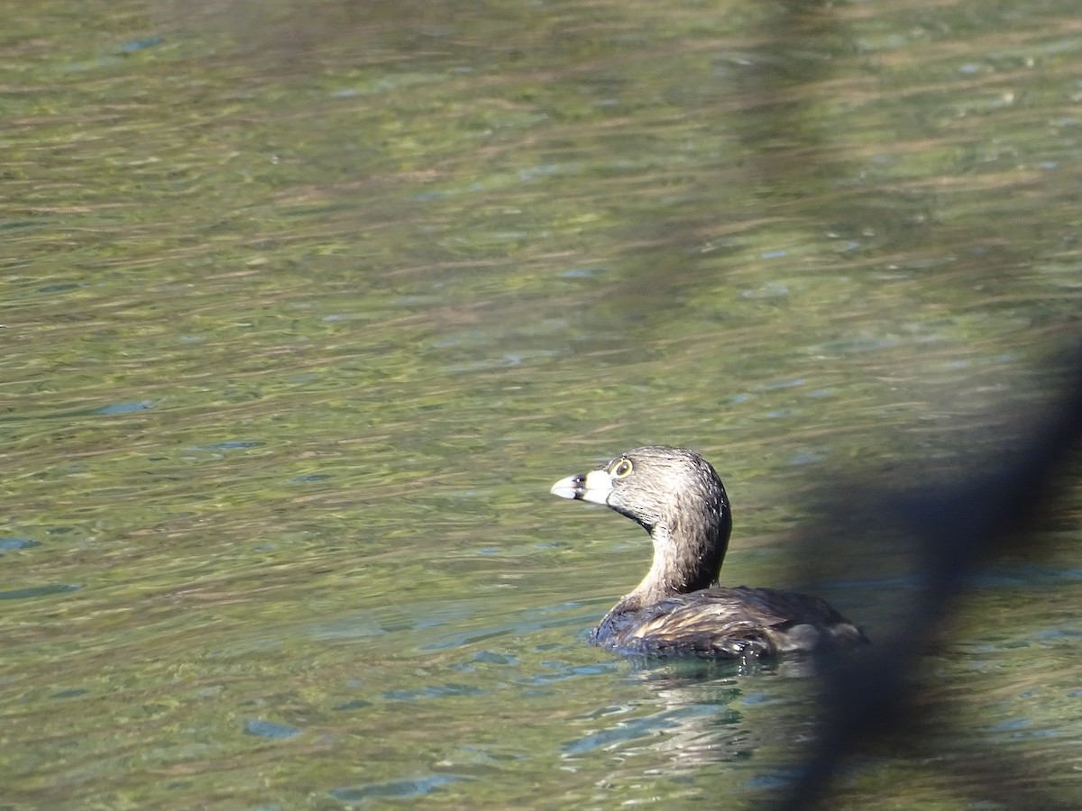 Pied-billed Grebe - Amy Simmons