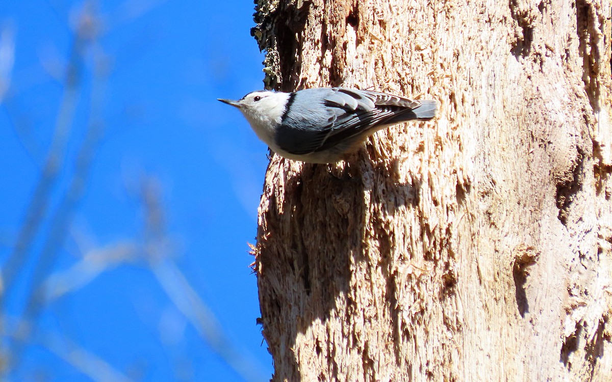 White-breasted Nuthatch - ML431305941
