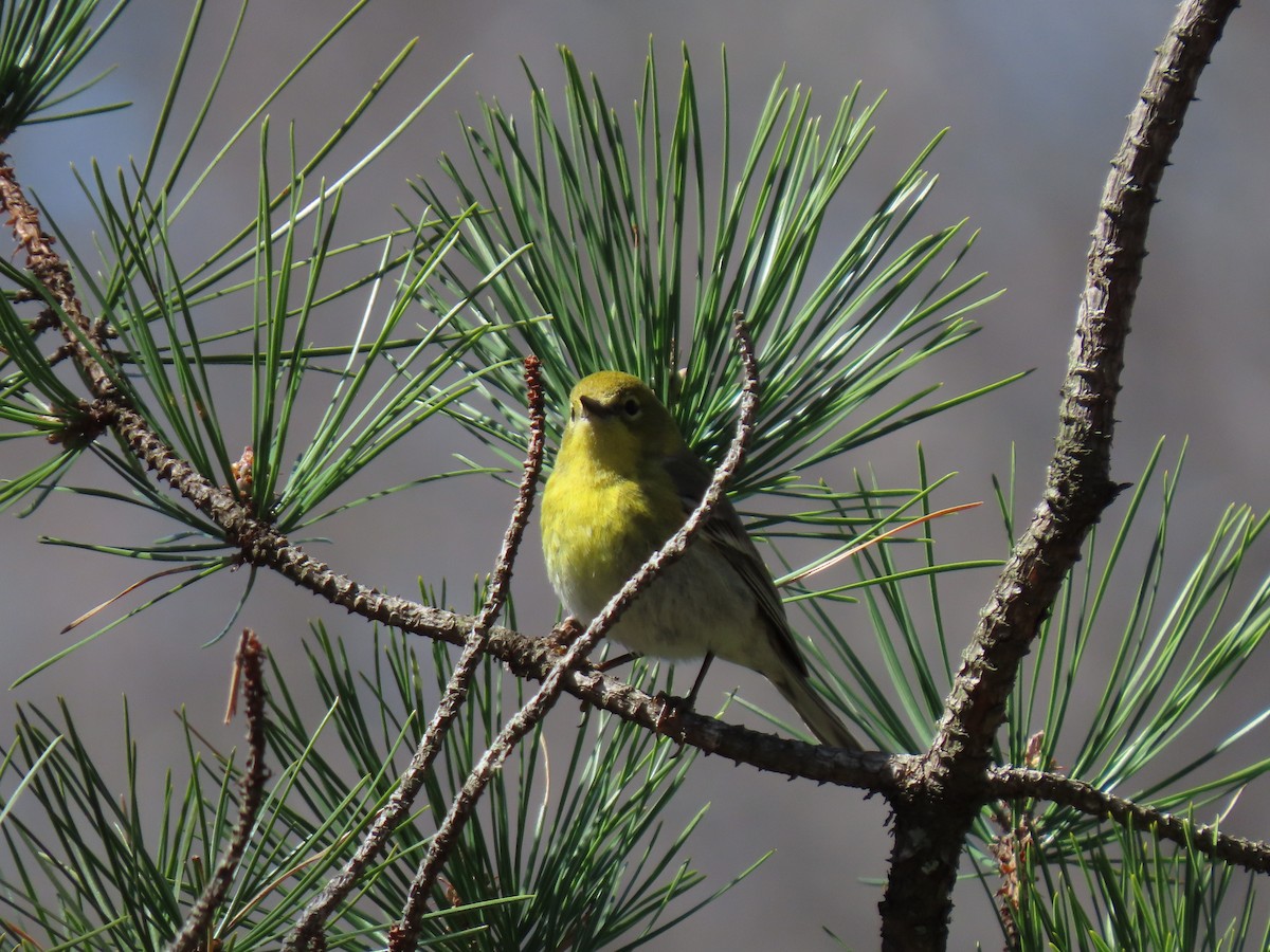 Pine Warbler - ML431306251