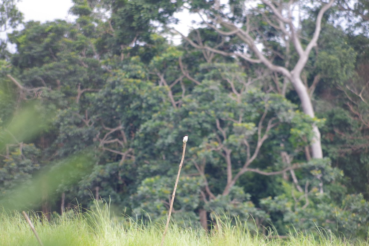 ťuhýk černobílý - ML431307301