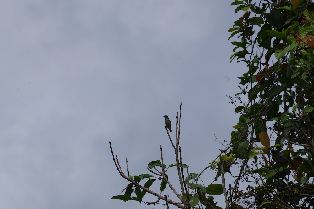 strdimil šedobradý - ML431307481