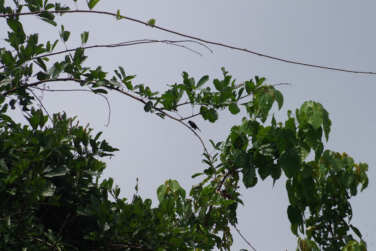 strdimil achátový - ML431307531